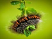 თამაში Caterpillar Larva Animal Jigsaw ონლაინ