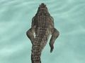 თამაში Crocodile Simulator Beach Hunt ონლაინ