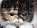 თამაში ეგზოტიკური კატები Jigsaw Puzzle  ონლაინ