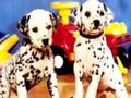 თამაში Puppy წყვილი თავსატეხი  ონლაინ