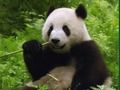 თამაში Pandas Puzzle ონლაინ