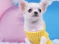 თამაში საყვარელი Puppy Puzzle  ონლაინ