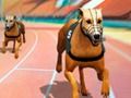 თამაში Crazy Dog Racing ცხელება  ონლაინ