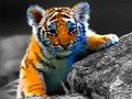 თამაში Wild Baby ცხოველები Jigsaw  ონლაინ