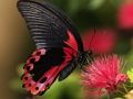 თამაში ბუნება Jigsaw Puzzle Butterfly  ონლაინ
