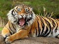 თამაში ცხოველები Jigsaw Puzzle Tiger  ონლაინ