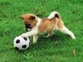 თამაში Playful Puppy გარე თავსატეხი  ონლაინ