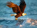თამაში ცხოველები Jigsaw Puzzle Eagle  ონლაინ
