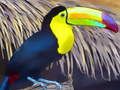 თამაში Toucan Bird Jigsaw ონლაინ