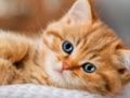 თამაში Kittens Jigsaw Puzzle კოლექცია  ონლაინ