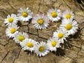 თამაში Daisy Heart Jigsaw ონლაინ