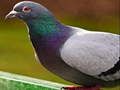თამაში Pigeon Jigsaw თავსატეხი ონლაინ