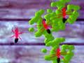 თამაში Smash Ants ონლაინ