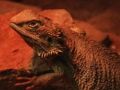 თამაში Dragon Lizard Jigsaw ონლაინ