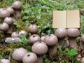თამაში Lycoperdon სოკოს მიწის გაქცევა ონლაინ