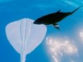 თამაში სერფინგი Stingrays  ონლაინ