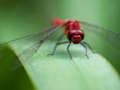 თამაში Dragon Fly Jigsaw ონლაინ