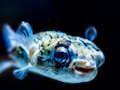 თამაში Puffer Fish Jigsaw ონლაინ