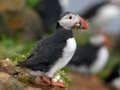 თამაში Puffin Bird Jigsaw ონლაინ