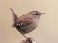თამაში Birdlingo ონლაინ