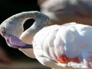 თამაში Flamingo Bird Jigsaw ონლაინ