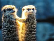 თამაში Meerkat წყვილი Jigsaw  ონლაინ