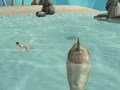 თამაში Shark Simulator Beach Killer ონლაინ