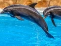 თამაში Sea Dolphin Jigsaw ონლაინ