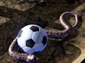 თამაში Python Snake Simulator ონლაინ