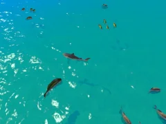 თამაში Hungry Shark Hunt ონლაინ