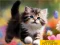 თამაში Puzzle Sliding Kittens ონლაინ