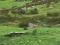 თამაში Pigeons Hunting ონლაინ