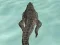 თამაში Crocodile Simulator Beach Hunt ონლაინ