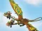 თამაში Dragons: Drachenrennen ონლაინ