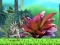 თამაში King Julien: Schnapp' die Krone ონლაინ