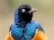 თამაში Animal Puzzle: Wildlife & Logic ონლაინ