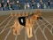 თამაში Crazy Dog Racing Fever ონლაინ