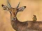 თამაში Wild Deer Jigsaw ონლაინ