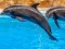თამაში Sea Dolphin Jigsaw ონლაინ