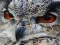 თამაში Wild owl Jigsaw ონლაინ