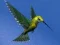 თამაში Hummingbird House Escape ონლაინ