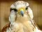თამაში Gyrfalcon Jigsaw ონლაინ