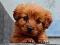 თამაში Puppy Puzzle ონლაინ