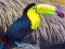 თამაში Toucan Bird Jigsaw ონლაინ