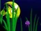 თამაში Flash Fish Freddie ონლაინ