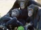 თამაში Funny Chimpanzee Jungle Escape ონლაინ