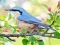თამაში Hidden Spots Birds ონლაინ