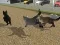 თამაში Run Cat Cat Race ონლაინ