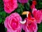 თამაში Precious Rose Escape ონლაინ
