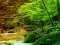 თამაში Peaceful Rainbow Forest Escape ონლაინ